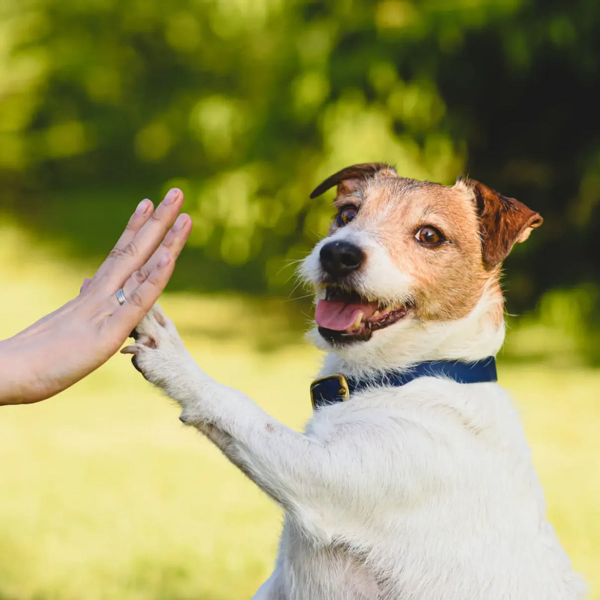 Pet Products